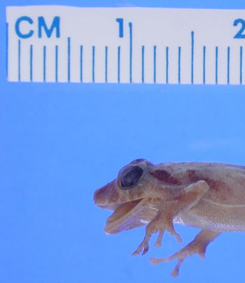 Media type: image; Herpetology A-13051